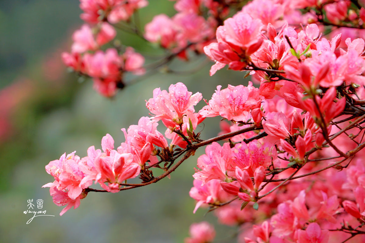Mulan Yunwu Mountain, Wuhan: April's Crimson Azaleas in Full Bloom