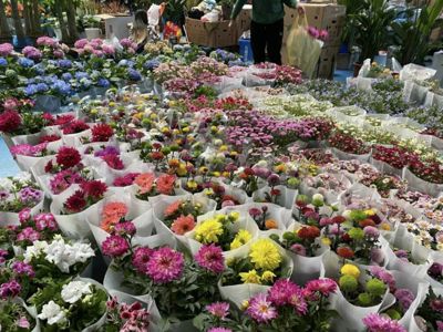 Kunming Dounan Flower Market