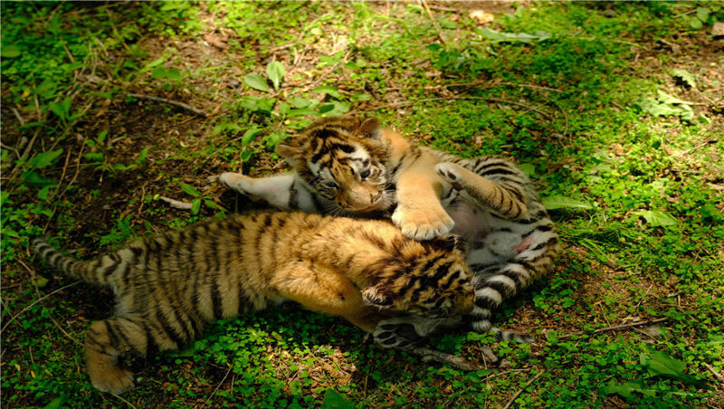 Northeast Tiger Forest Park