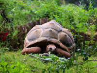 Yunnan Wildlife Park
