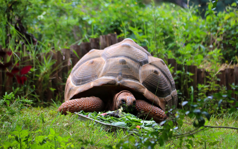 Yunnan Wildlife Park