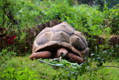 Yunnan Wildlife Park