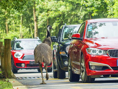 Hangzhou Safari Park