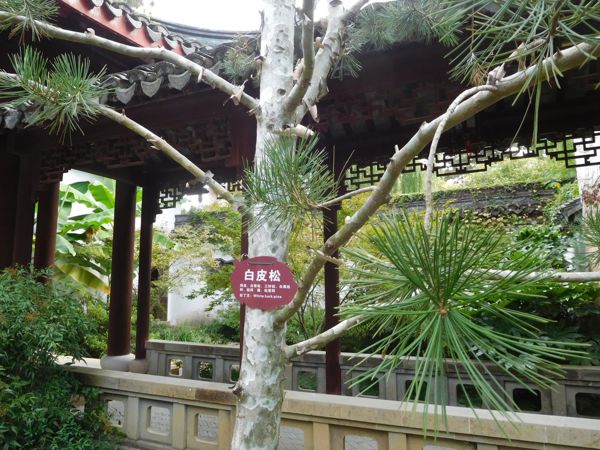 Shanghai Grand View Garden: Walking Through the World of Dream of the Red Chamber (1 Day)