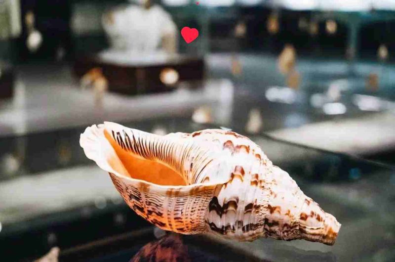 Qingdao Shell Museum