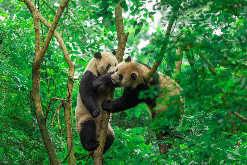 Chengdu Research Base of Giant Panda Breeding