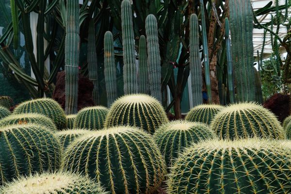 Kunming Botanical Garden & Black Dragon Pool Park Nature Therapy Day Trip