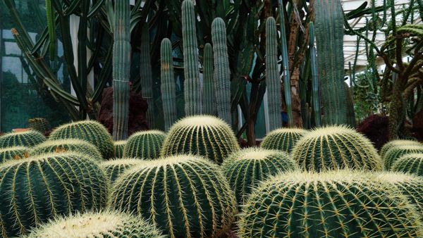 Kunming Botanical Garden & Black Dragon Pool Park Nature Therapy Day Trip