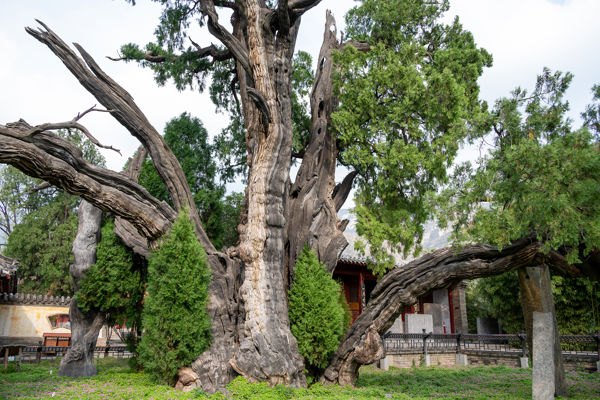 Songshan Nature & Academy Culture Day Trip