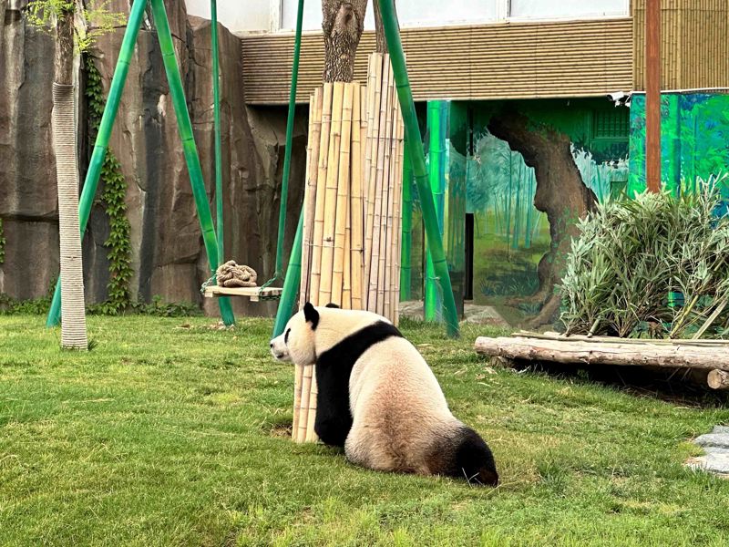 Chengdu Research Base of Giant Panda Breeding