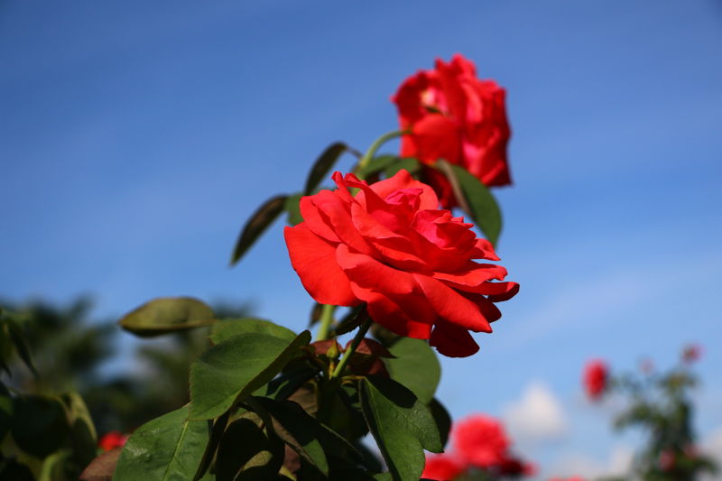 Sanya Yalong Bay International Rose Valley