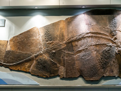 Geological Museum of China