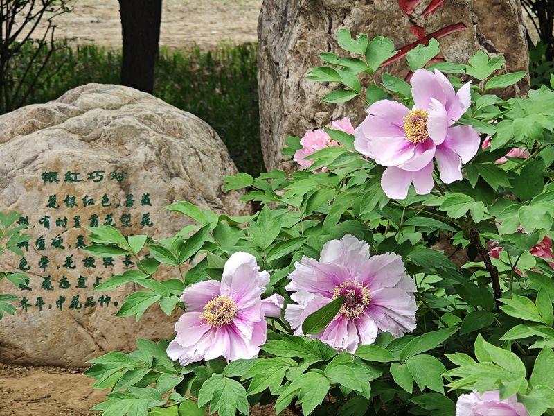 Sui-Tang Dynasty Ruins Botanical Garden