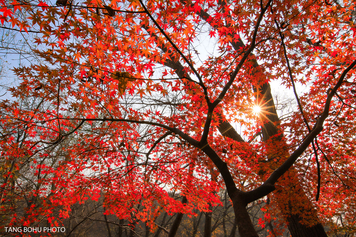 Nanjing Qixia Mountain: My Journey Through Jiangnan's Most Beautiful Maple Wonderland (2 Days)