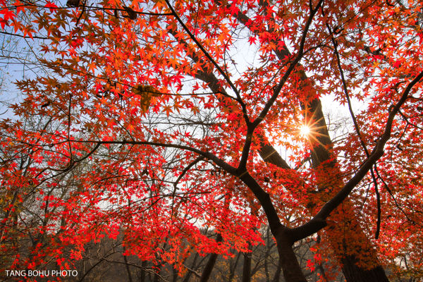 Nanjing Qixia Mountain: My Journey Through Jiangnan's Most Beautiful Maple Wonderland (2 Days)